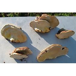 5 Assorted Tree Conk Fungi Mushrooms, 4 to 6 Inches Wide